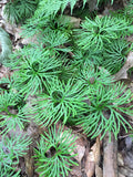 30 Goundcedar Spores -Lycopodium Tristachyum flower spore