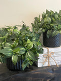 Fake Plants in Black Ceramic Pot Set of 2, Artificial Potted Greenery, Elegant Realistic Houseplant, Luxury Faux Plant Home and Office Decor faux plants