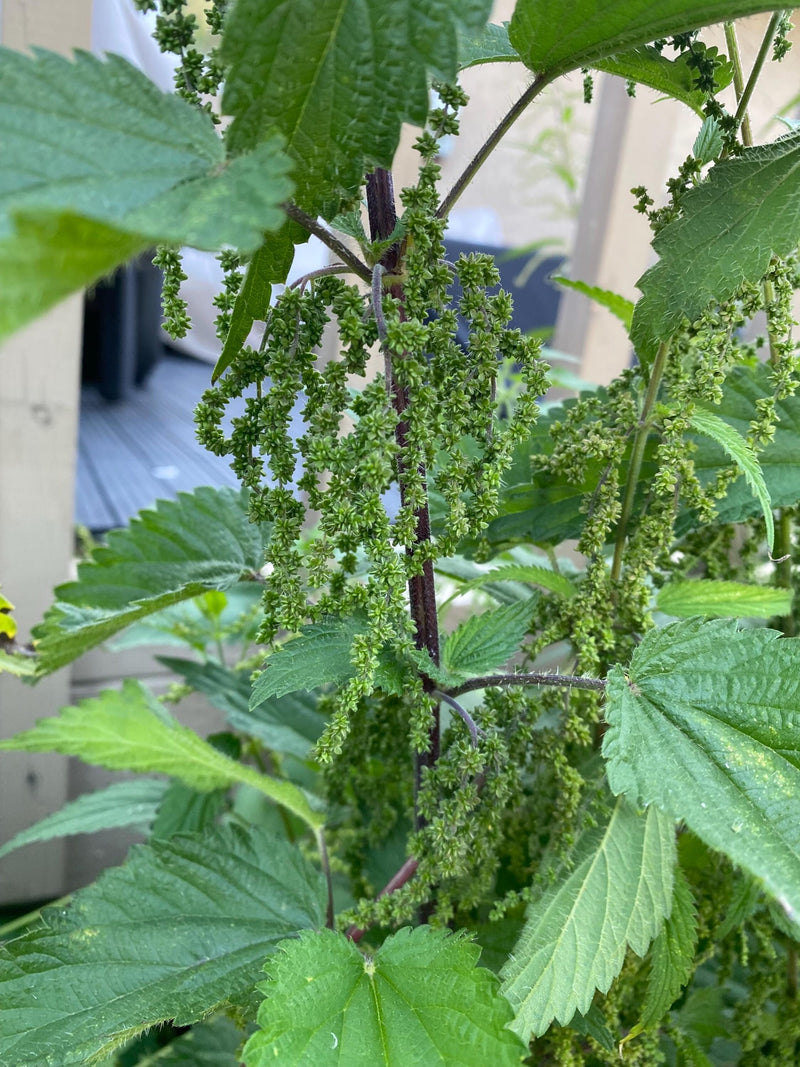 Stinging nettle seeds, high nutritious plant, Zone 3, 500+ seeds seeds bulk
