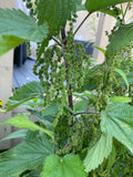 Stinging nettle seeds, high nutritious plant, Zone 3, 500+ seeds seeds bulk