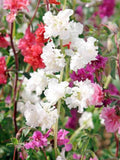 Clarkia Mountain Garland Flower Double Mix, Clarkia unguiculata elegans, 100 Seeds seeds bulk