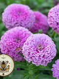 50 Lavender Giant Zinnia Seeds, Largest Giant Zinnias, Zinnia Elegans ZE2550 flower seeds