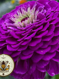 Benarys Giant Purple Zinnia Seeds, Largest Giant Zinnias, Zinnia Elegans ZE2225 flower seeds