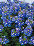 Nemesia Blue Gem Seeds, Cottage Garden Flower, 50 Seeds flower seeds