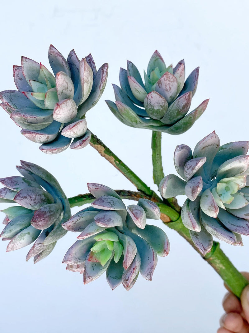 Artificial Succulent Pick with a Purple touch - Echeveria Real Touch Succulent - High Quality Succulents - Faux Flowers faux plants