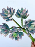 Artificial Succulent Pick with a Purple touch - Echeveria Real Touch Succulent - High Quality Succulents - Faux Flowers faux plants