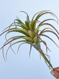 Artificial Air Plant - large Faux Air Plant Pick, Tillandsia Lonantha, High Quality Succulents faux plants