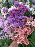 Pastel Statice Flower Seeds, Non-GMO flower seeds