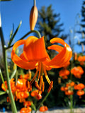 Early Blooming Species Lilium Pumilum Hand Pollinated, Hardy Perennial Plant, Easy to Grow, Full Sun Garden, Orange Shades, 15 Seeds (N338) flower spore