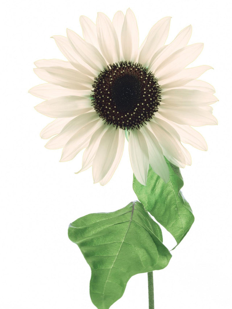 WHITE SUNFLOWER Helianthus Debilis Italian IceCream Ice Cream Branching, 10 Seeds flower spore