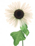 WHITE SUNFLOWER Helianthus Debilis Italian IceCream Ice Cream Branching, 10 Seeds flower spore