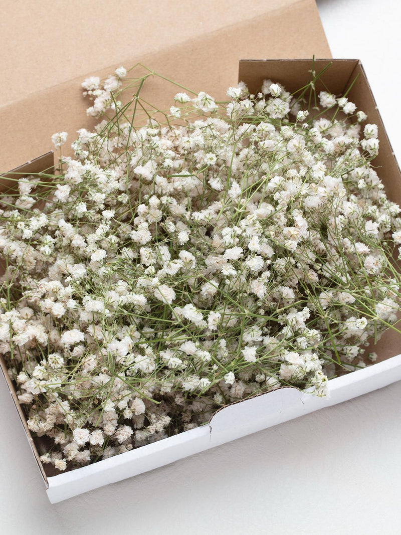 wedding dried flowers, Preserved White Baby's Breath, Wedding Decor, Greeting Cards, preserved flowers, baby breath FLOWER DELIVERY