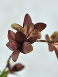 Faux Autumn Brown Japanese Enkianthus Leaf - Artificial Foliage / Branch / Plant / Home Decor / Fall Arrangement / Centerpiece / Gift / DIY faux plants