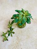 Artificial natural looking aeonium succulent with trails faux plants
