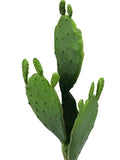 11" Artificial Cactus Plant Stem with Buds - Faux Succulent faux plants