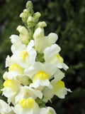 Lemon Sherbet Snapdragon Seeds, Perennial Flower, 50 Seeds flower seeds