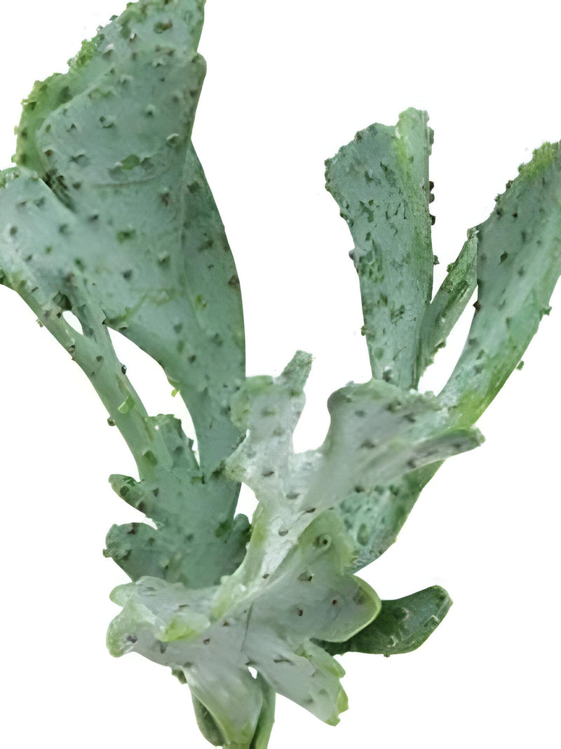 9.5" Faux Fan Cactus Plant on Stem, Succulent Pick faux plants
