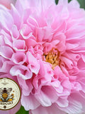 Double Click Rose Bon Bon Cosmos Seeds, Cosmos Bippinatus CO1625 flower seeds