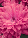 RARE DOUBLE COSMOS! Flower Graceful Annual Sun Click 10 Seeds flower spore
