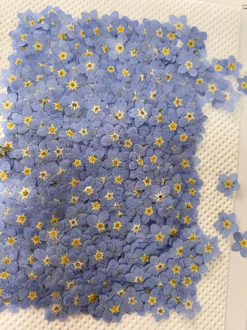 Set of 100 PCS,Pressed forget me nots,Blue forget me nots dried flower,Real Blue flower,dried flower petals,Small dried white flowers FLOWER DELIVERY
