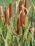 100 Broadleaf Cattail Seeds, Typha Latifolia, Cattail Reed, Rauche, Cattail seeds bulk