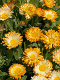 Calendula Flower Seeds: Oopsy Daisy - Bi-Colored Orange & Gold, Long Blooming flower seeds