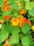 Sunset Fire Nasturtium Seeds: Edible Salad Flowers flower spore