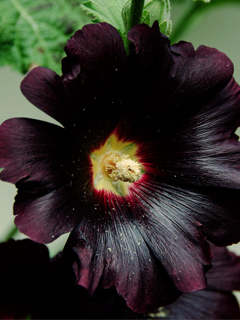 GOTH BLACK HOLLYHOCK Flower Seeds - Rosea Nigra / Edible Hollyhock Flowers / Perennial to Zone 4 / Goth Black Flowers - 25+ Hollyhock Seeds flower seeds