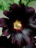 GOTH BLACK HOLLYHOCK Flower Seeds - Rosea Nigra / Edible Hollyhock Flowers / Perennial to Zone 4 / Goth Black Flowers - 25+ Hollyhock Seeds flower seeds