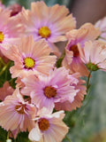 Apricot-Rose Apricotta Cosmos Seed / Flower Seeds / Cut Bouquet Flower / Cottage Garden / (#117) F / 20+ Seeds flower seeds