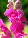 Snapdragon | Pink| 25 seeds flower seeds