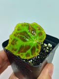 Begonia Sp Sumatra Live Plant flower spore