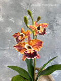 Faux 3 Heads Cattleya Orchid with Leaves and Roots - Artificial Flower - Dark Reddish Orange faux plants