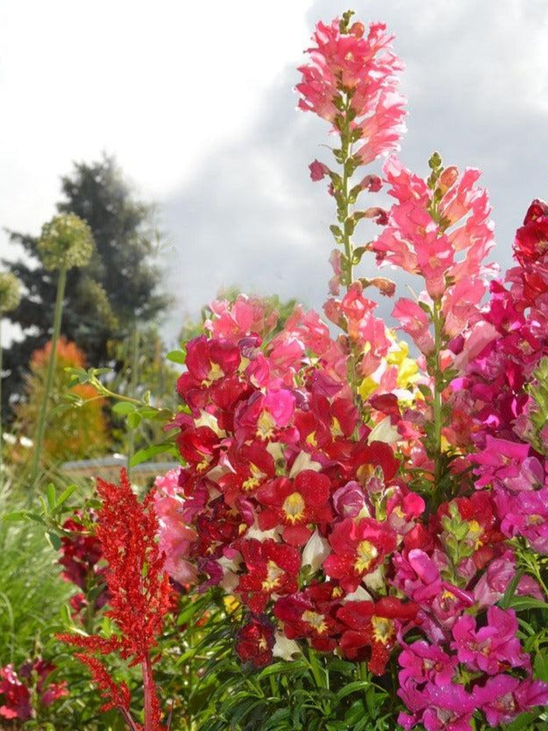 DOUBLE BUTTERFLY SNAPDRAGON Mix Antirrhinum Rare Snap Dragon Mix, 10 seeds seeds bulk