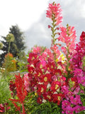 DOUBLE BUTTERFLY SNAPDRAGON Mix Antirrhinum Rare Snap Dragon Mix, 10 seeds seeds bulk