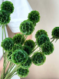 10 pcs dark  green dried Scabiosa Pod, natural flowers balls, Natural plants_dried flower arrangement, vase filling, home/wedding  decor FLOWER DELIVERY