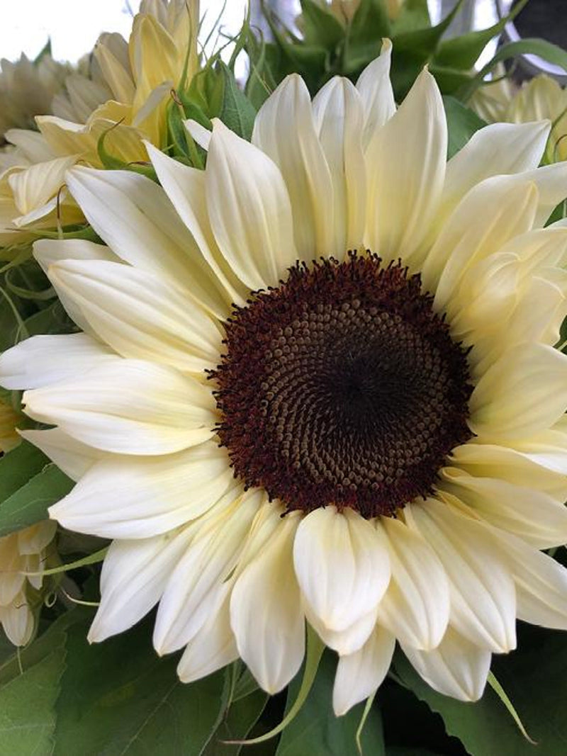 ProCut White Nite Sunflower Seeds, Light Lemon Cut Flower, 10 Seeds flower spore