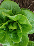 Little Gem Romaine Lettuce Seeds - Open Pollinated seeds bulk