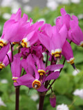 25 Shooting Star Pink Mix Seeds / fragrance Flower / Early Spring Flower / Perennial  Flower / Cottage Garden / English Garden(GJ25) F flower spore