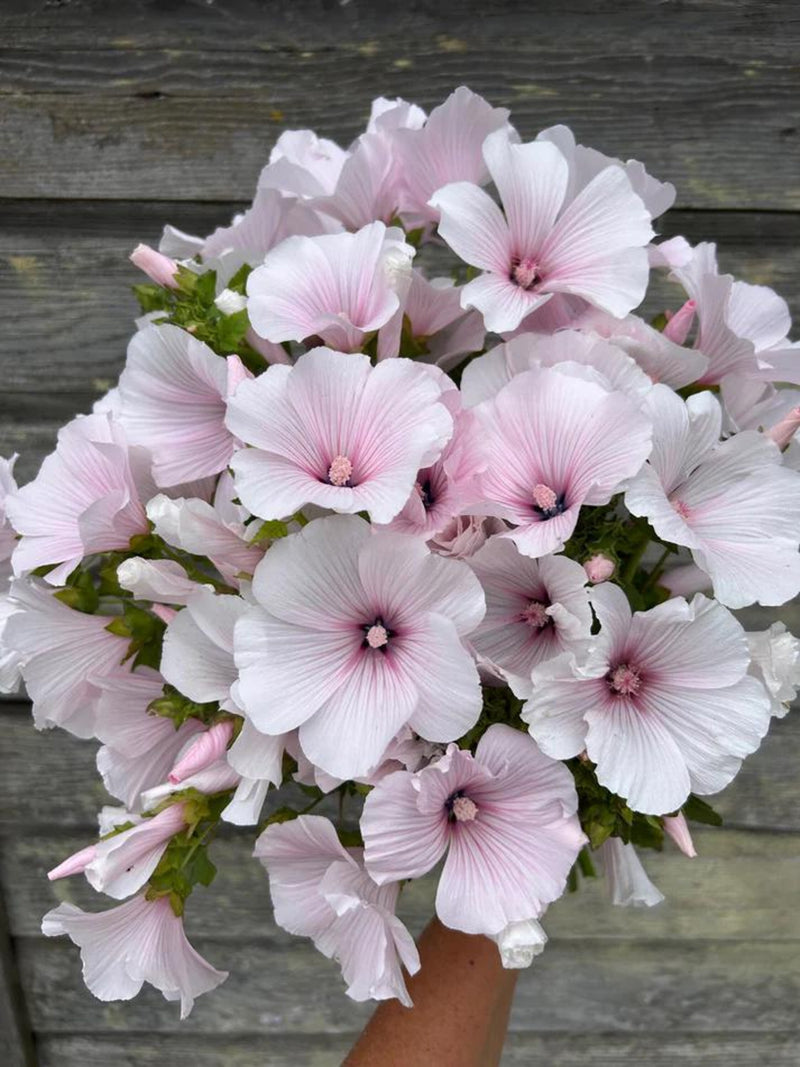 25+ Lavatera Pink Regis Seeds /Lavatera trimestris / Easy to Grow / Large Flower / (G137) F flower seeds