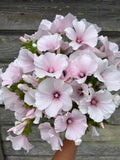 25+ Lavatera Pink Regis Seeds /Lavatera trimestris / Easy to Grow / Large Flower / (G137) F flower seeds