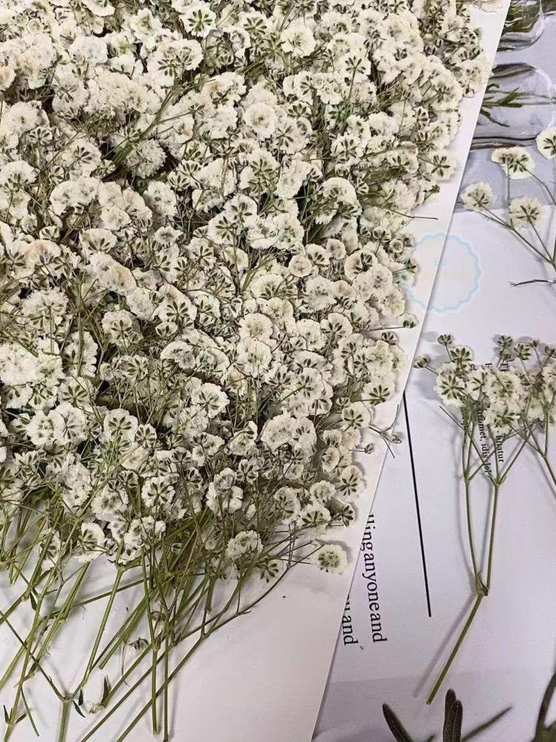 Wedding Flowers Invitaion,20 PCS/PACK White Baby's Breath Dried Pressed Flowers,Dried Real flat Flowers,Dry White Flowers(6-8CM) wedding flower