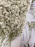 Wedding Flowers Invitaion,20 PCS/PACK White Baby's Breath Dried Pressed Flowers,Dried Real flat Flowers,Dry White Flowers(6-8CM) wedding flower