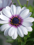 African Daisy ' Polar Star ', Perennial Flower, Cottage Garden, 15 Seeds flower spore