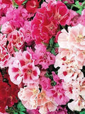 50+ / 100+ Godetia Monarch Mixed Seeds / Clarkia Amoena / Azaleaflora seeds / (G130) F flower seeds