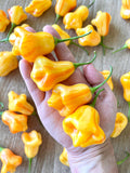Aji Fantasy Stripey Pepper Seeds Pack - Non-GMO Organic Sweet Hot Pepper. Super Sweet Hot Pepper great for gardening gift seeds, cooking! seeds bulk