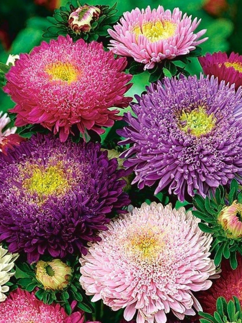 Aster - Princess Mix - Large 3" flowers in a variety of colours seeds bulk