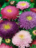 Aster - Princess Mix - Large 3" flowers in a variety of colours seeds bulk