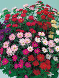 Aster - Serenade Mix - Large 3" flowers in a variety of colours seeds bulk