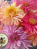 Giant Cactus Mix Zinnia Seeds, Zinnia Elegans ZE3625 seeds bulk
